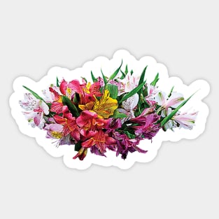 Lilies - Asiatic Lilies Mixed Colors Sticker